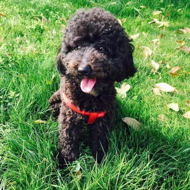 长沙人爱养什么品种的鸟,长沙人为什么喜欢养乌龟