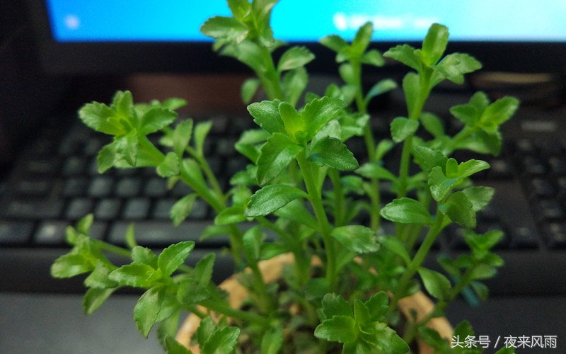 x9星空灰是限量版吗,x9星空灰能卖多少钱