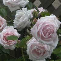 杜蕾斯2019情人节,杜蕾斯特权情人节