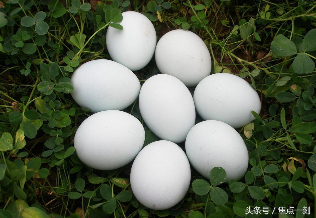 孕妇可以吃鹅蛋配蜂蜜吗,孕妇吃鹅蛋可以喝鹅蛋汤吗