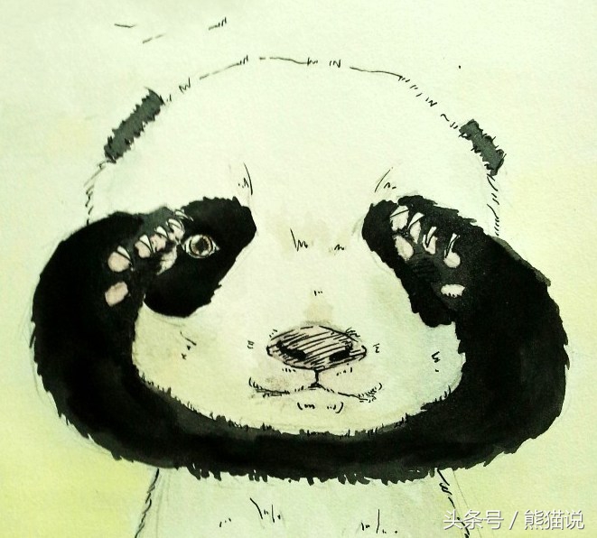 大熊猫的耳朵是什么样子的,大熊猫的耳朵和尾巴是什么样子的