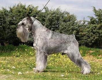 普遍的狗狗品种大全及图片,所有狗狗品种集合大全