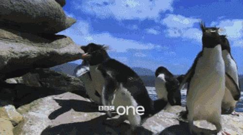 豆瓣9.7的企鹅版《无间道》，上演最萌版「原配撕小三」！