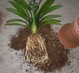 阿司匹林如何让君子兰快速生根,君子兰阿司匹林