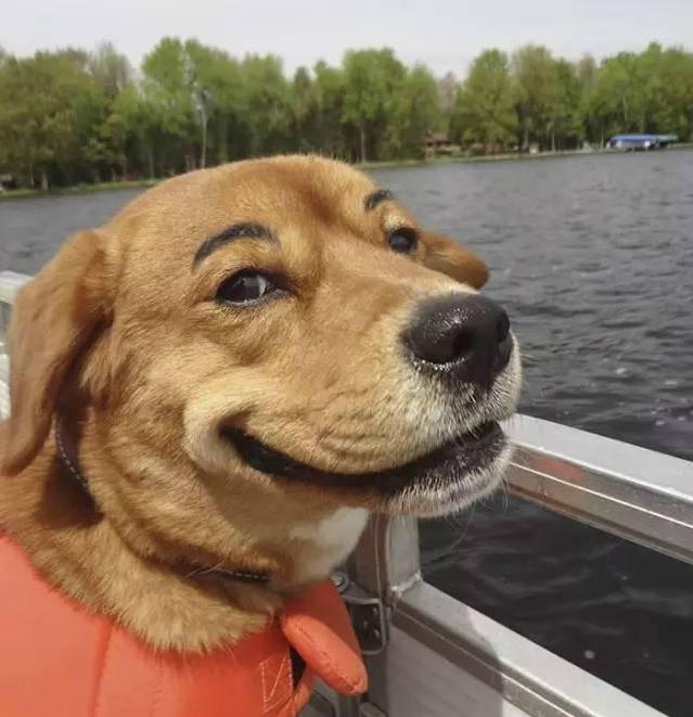 给狗狗画眉毛的视频,给狗狗画肖像笑得很开心