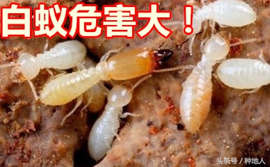 果树白蚁怎么预防,果园害虫最怕的克星