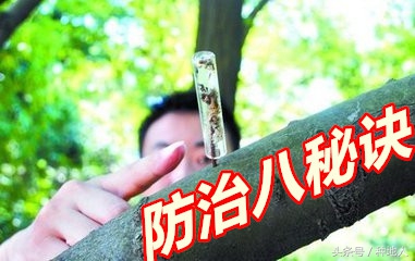 果园白蚁怎么消灭最有效方法,果园白蚁怎么彻底消灭
