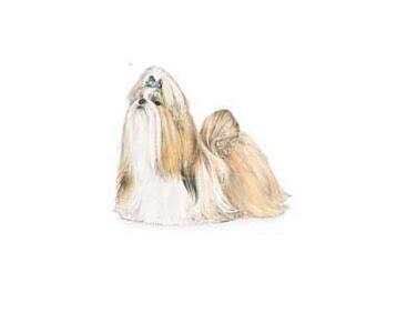 普遍的狗狗品种大全及图片,所有狗狗品种集合大全