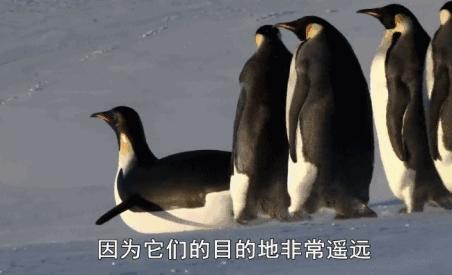 豆瓣9.7的企鹅版《无间道》，上演最萌版「原配撕小三」！