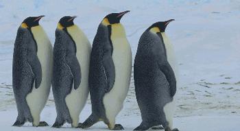 豆瓣9.7的企鹅版《无间道》，上演最萌版「原配撕小三」！