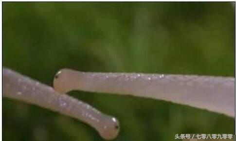 动物求偶记,动物求偶表现大全