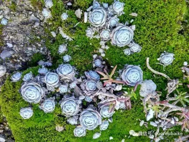 青苔覆盖多肉,青苔和多肉和平共处