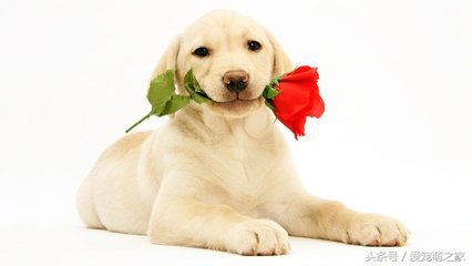 成年小型犬可以喝牛奶吗,宠物狗喝纯牛奶会怎么样