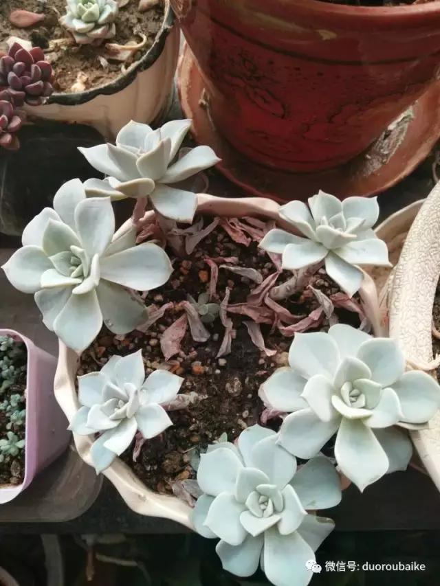 养了20年的多肉植物,老肉友多肉植物