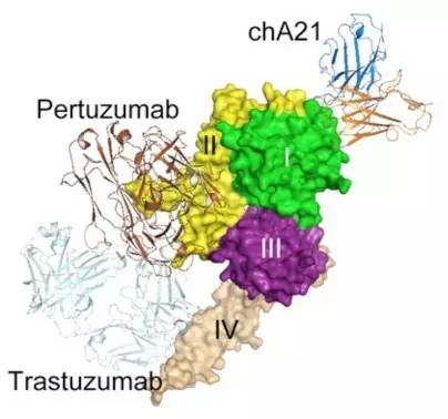 封闭抗体为啥不能治了,封闭抗体阴性导致反复着床失败吗