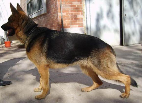 普遍的狗狗品种大全及图片,所有狗狗品种集合大全