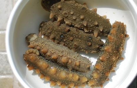 海参泡发一半有急事怎么办,想偷个懒真难