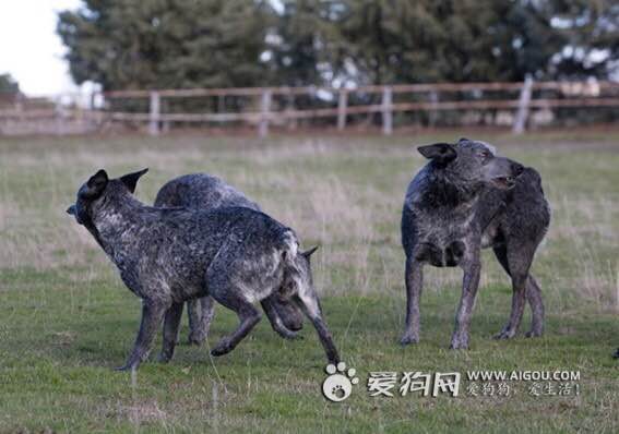 收藏狗狗的图片,收藏宠物集