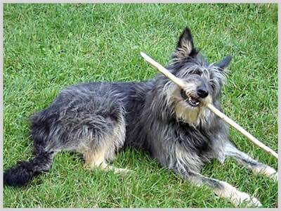 收藏狗狗的图片,收藏宠物集