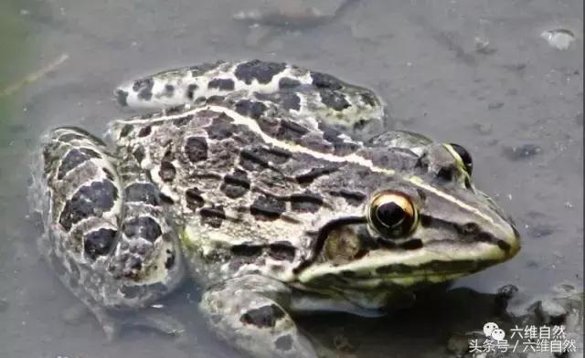 青蛙和田鸡是不是同一种动物,青蛙与虎纹蛙的区别