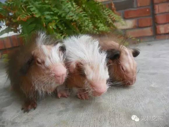 荷兰猪卖肉视频,又黑又大的荷兰猪