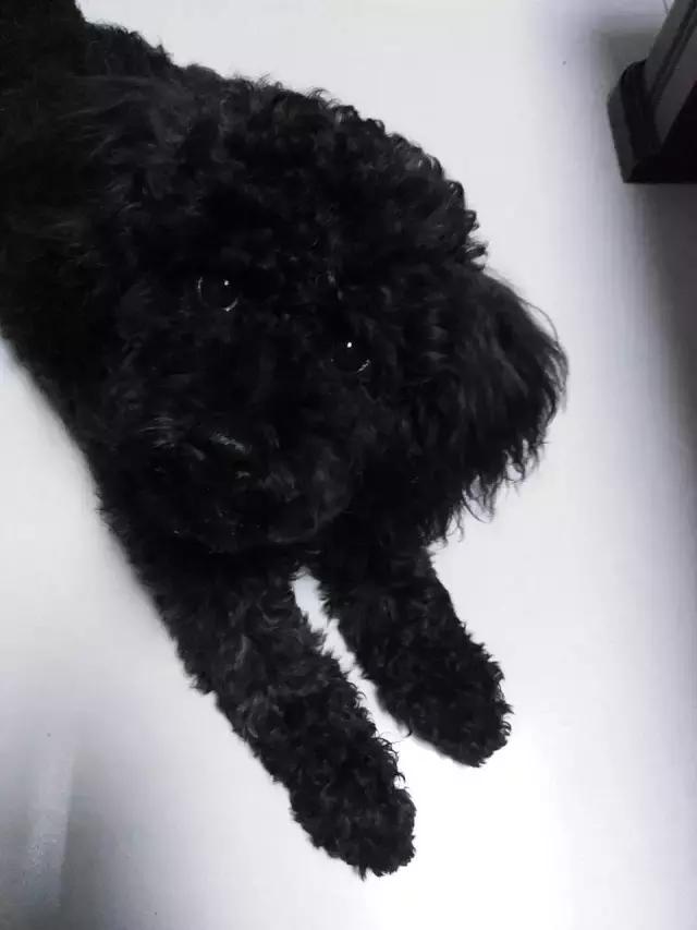 长沙人爱养什么品种的鸟,长沙人为什么喜欢养乌龟