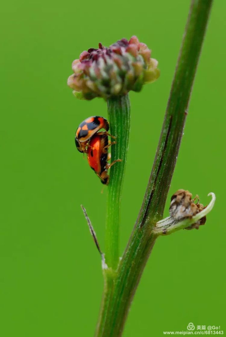 微距镜头下的昆虫视角,微距下的昆虫摄影