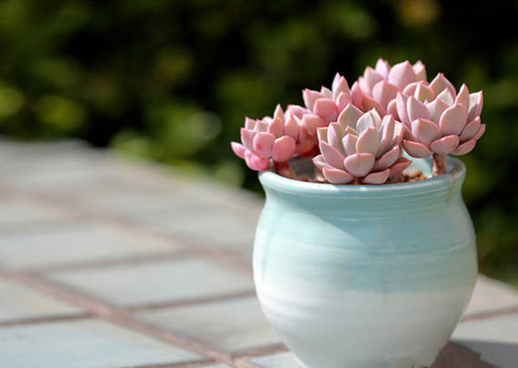 水培文竹和土培有什么不一样,怎么鉴别水培文竹和土培文竹