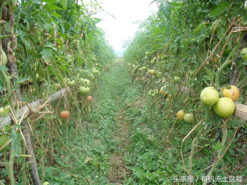 蔬菜高端大气的菜,蔬菜高端菜