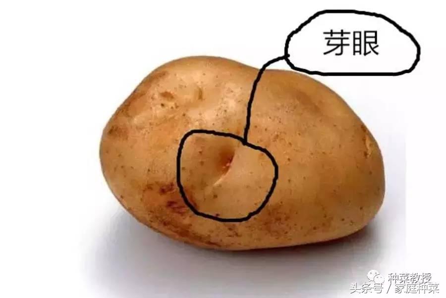 种植土豆全过程盆栽,种植土豆视频教程大全