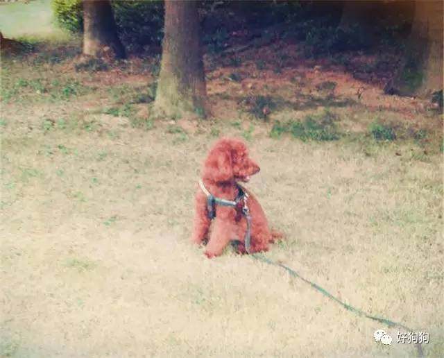 一只贵宾狗,一只贵宾犬