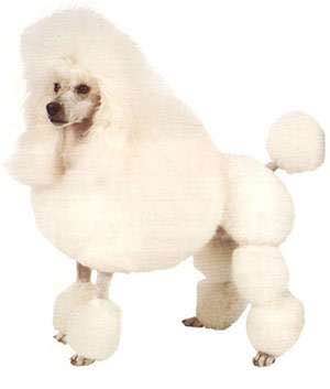 普遍的狗狗品种大全及图片,所有狗狗品种集合大全