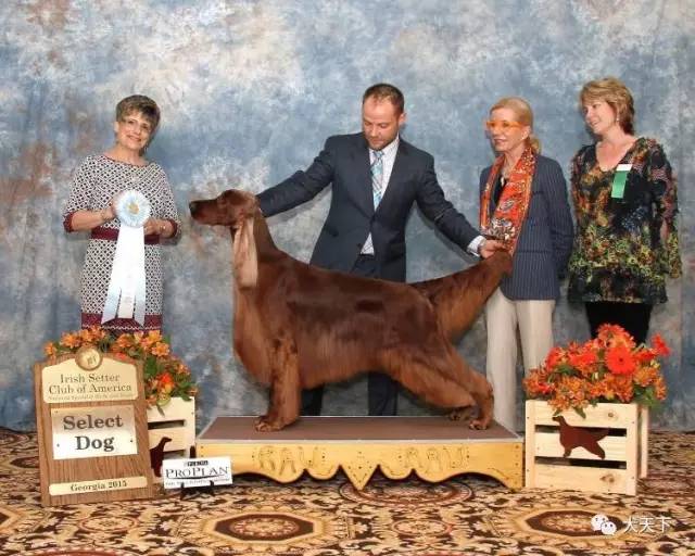 德牧登顶！BIS视频！世界第一犬展2017西敏寺赛果总汇