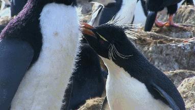 豆瓣9.7的企鹅版《无间道》，上演最萌版「原配撕小三」！