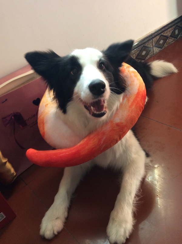 边牧这种狗到底有多聪明,边牧的智商真的有6-8岁那么高吗