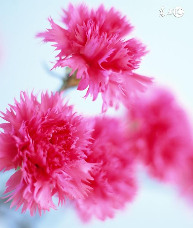 12星座花茶,十二星座花茶图片