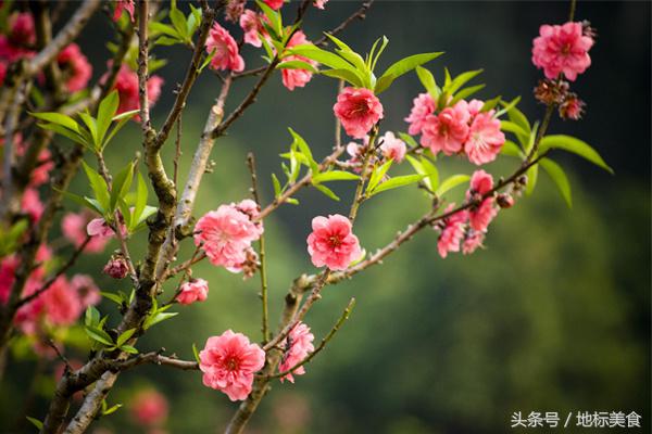 春天怎么能不吃一次新鲜的春笋呢,春笋是春季时令菜好吃又养人