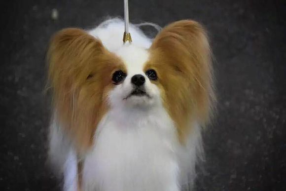 狗狗品种收集大全,收藏狗狗