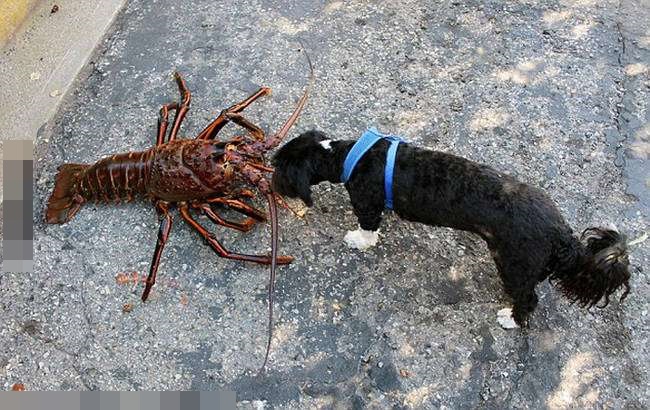 小龙虾和金毛犬,宠物巨型大龙虾