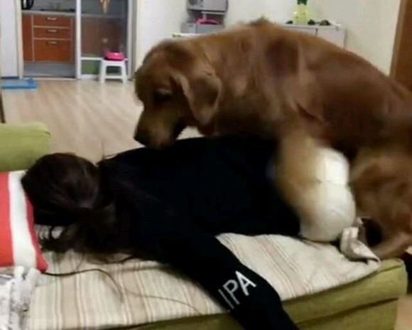 金毛狗狗做了错事，被女主人训急了眼，直接把女主人扑倒在沙发上