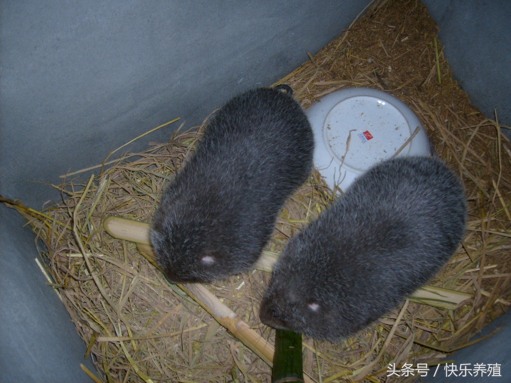 养殖竹鼠是致富还是骗局,竹鼠养殖创业致富经历简介