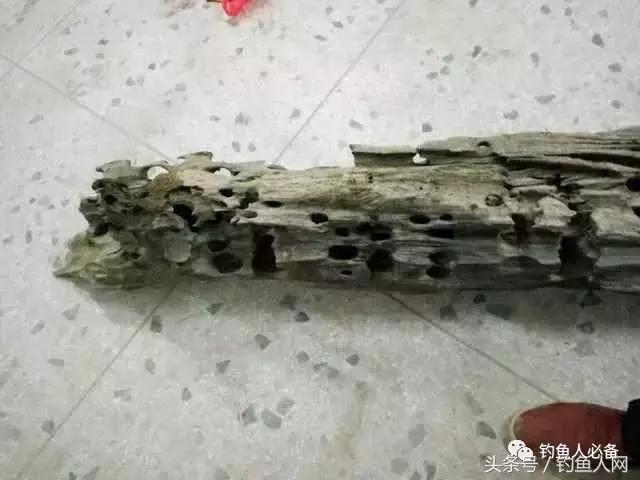 沉香木钓鱼视频大全,沉香木钓鱼