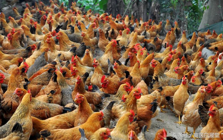 养鸡不产蛋怎么办,养鸡产蛋达不到的高峰