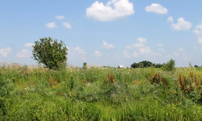 农村神奇蔬菜,农村一种神奇野草