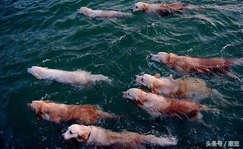 一下雨狗就害怕,下雨天狗狗太臭怎么办啊