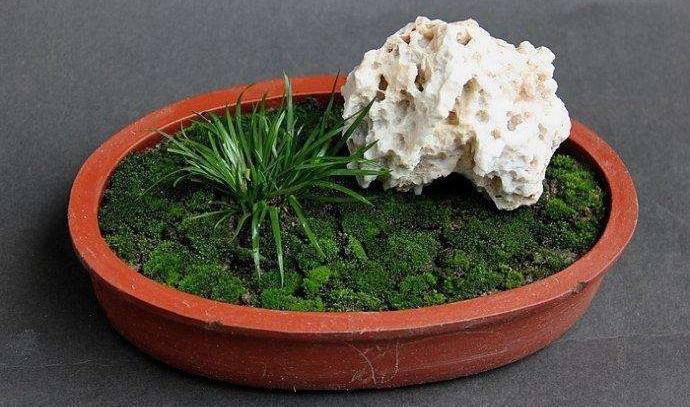 金钱菖蒲什么香味,从化金钱菖蒲