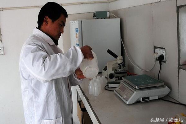 猪人工育种要输卵几次,猪输精时间和忌讳