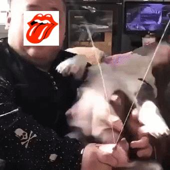 恶霸犬是最矮的吗,恶霸犬底盘低