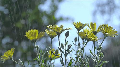 雨水节气养生小知识,雨水节气养生小贴士