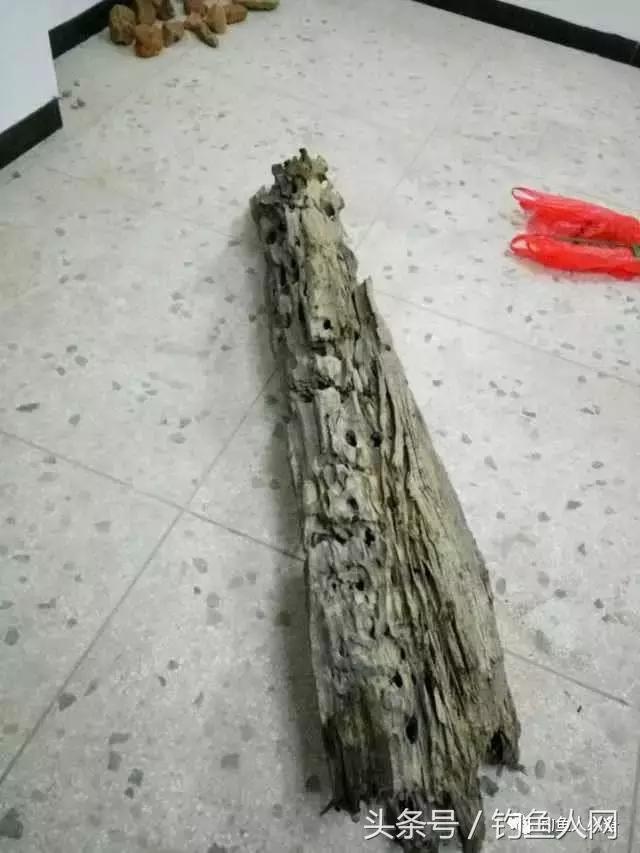 沉香木钓鱼视频大全,沉香木钓鱼